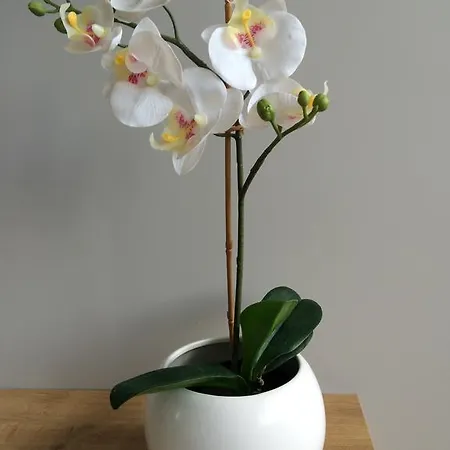 Na Ogrodach * Poznaň